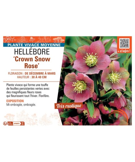 HELLEBORE CROWN SNOW ROSE