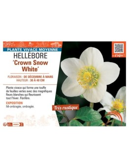 HELLEBORE CROWN SNOW WHITE