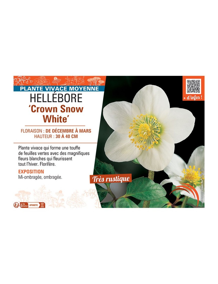 HELLEBORE CROWN SNOW WHITE