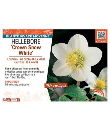 HELLEBORE CROWN SNOW WHITE