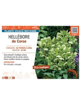 HELLEBORE DE CORSE