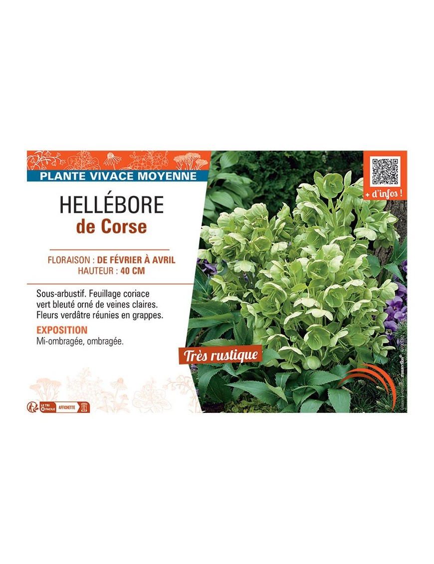 HELLEBORE DE CORSE