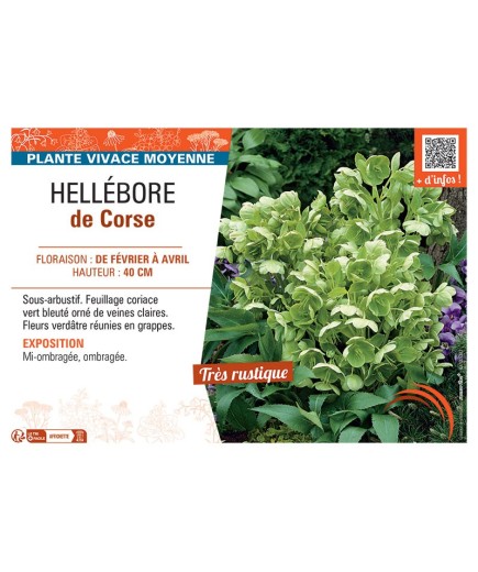 HELLEBORE DE CORSE