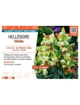 HELLEBORE FETIDE