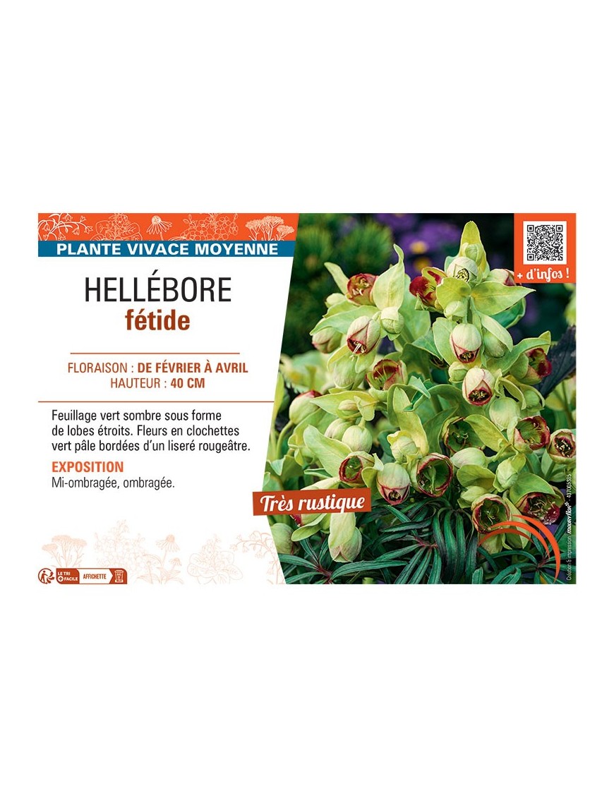 HELLEBORE FETIDE