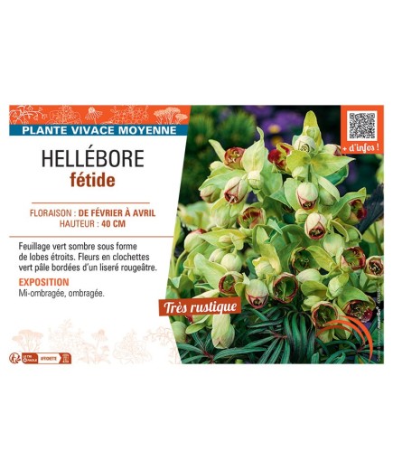 HELLEBORE FETIDE
