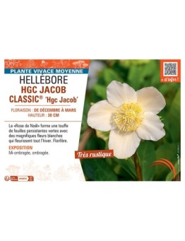 HELLEBORE HGC JACOB CLASSIC® Hgc Jacob