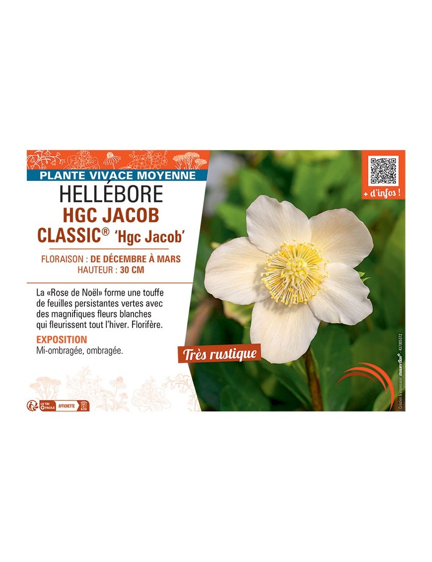 HELLEBORE HGC JACOB CLASSIC® Hgc Jacob
