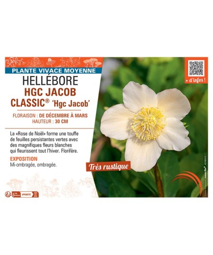 HELLEBORE HGC JACOB CLASSIC® Hgc Jacob