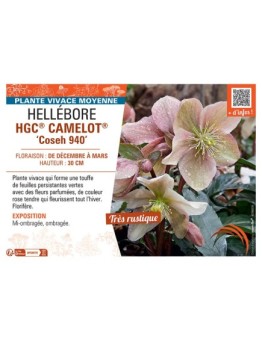 HELLEBORE HGC® CAMELOT® Coseh 940