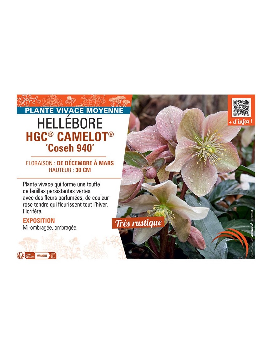 HELLEBORE HGC® CAMELOT® Coseh 940