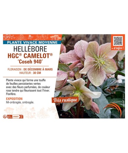 HELLEBORE HGC® CAMELOT® Coseh 940