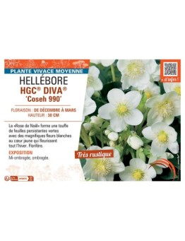 HELLEBORE HGC® DIVA® Coseh 990
