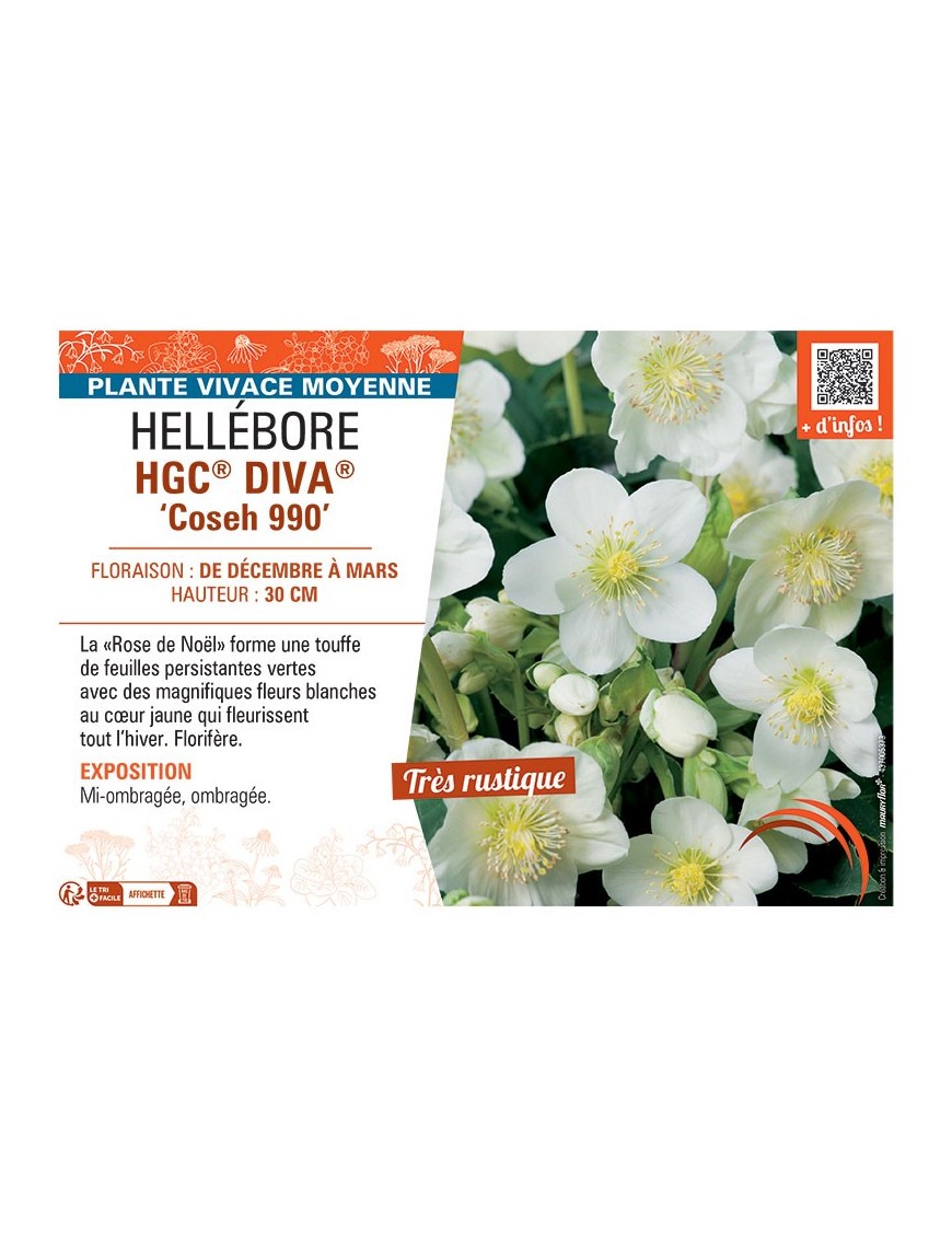 HELLEBORE HGC® DIVA® Coseh 990