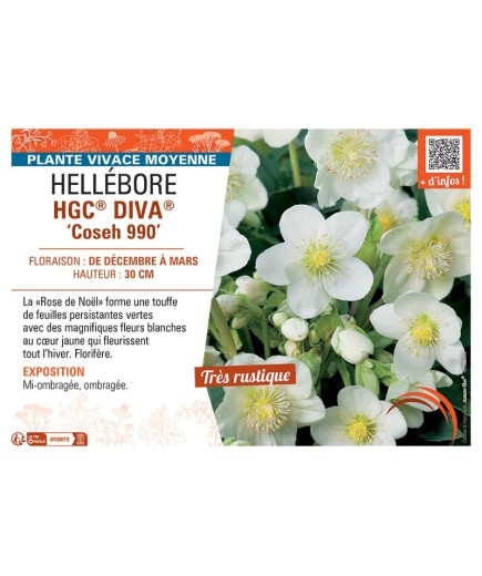 HELLEBORE HGC® DIVA® Coseh 990