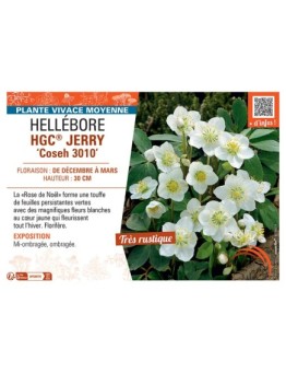 HELLEBORE HGC® JERRY Coseh 3010