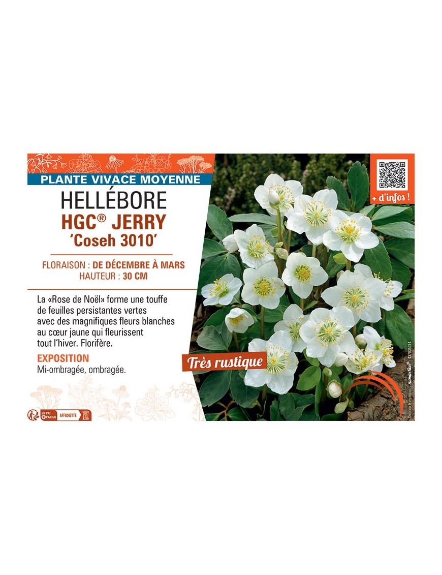 HELLEBORE HGC® JERRY Coseh 3010