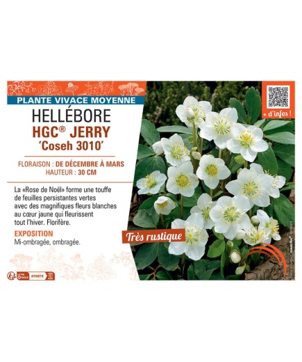HELLEBORE HGC® JERRY Coseh 3010