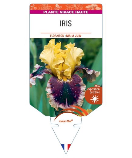 IRIS (germanica jaune et violet)