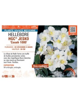 HELLEBORE HGC® JESKO Coseh 1000