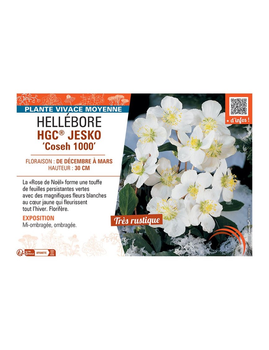 HELLEBORE HGC® JESKO Coseh 1000