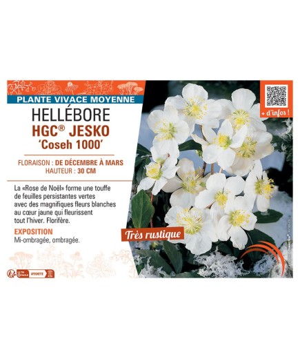 HELLEBORE HGC® JESKO Coseh 1000