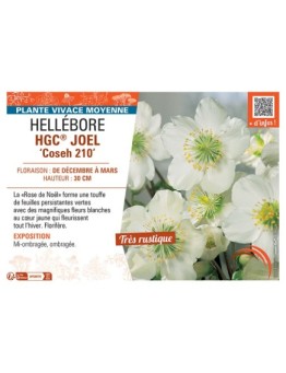HELLEBORE HGC® JOEL Coseh 210