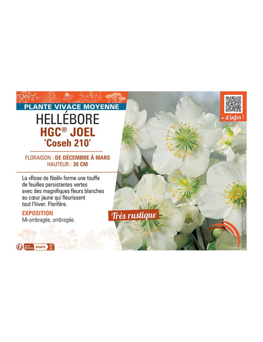 HELLEBORE HGC® JOEL Coseh 210