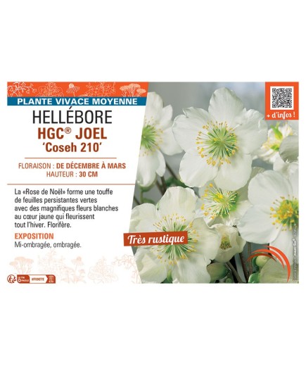 HELLEBORE HGC® JOEL Coseh 210