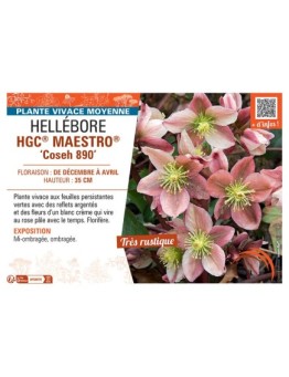 HELLEBORE HGC® MAESTRO® Coseh 890