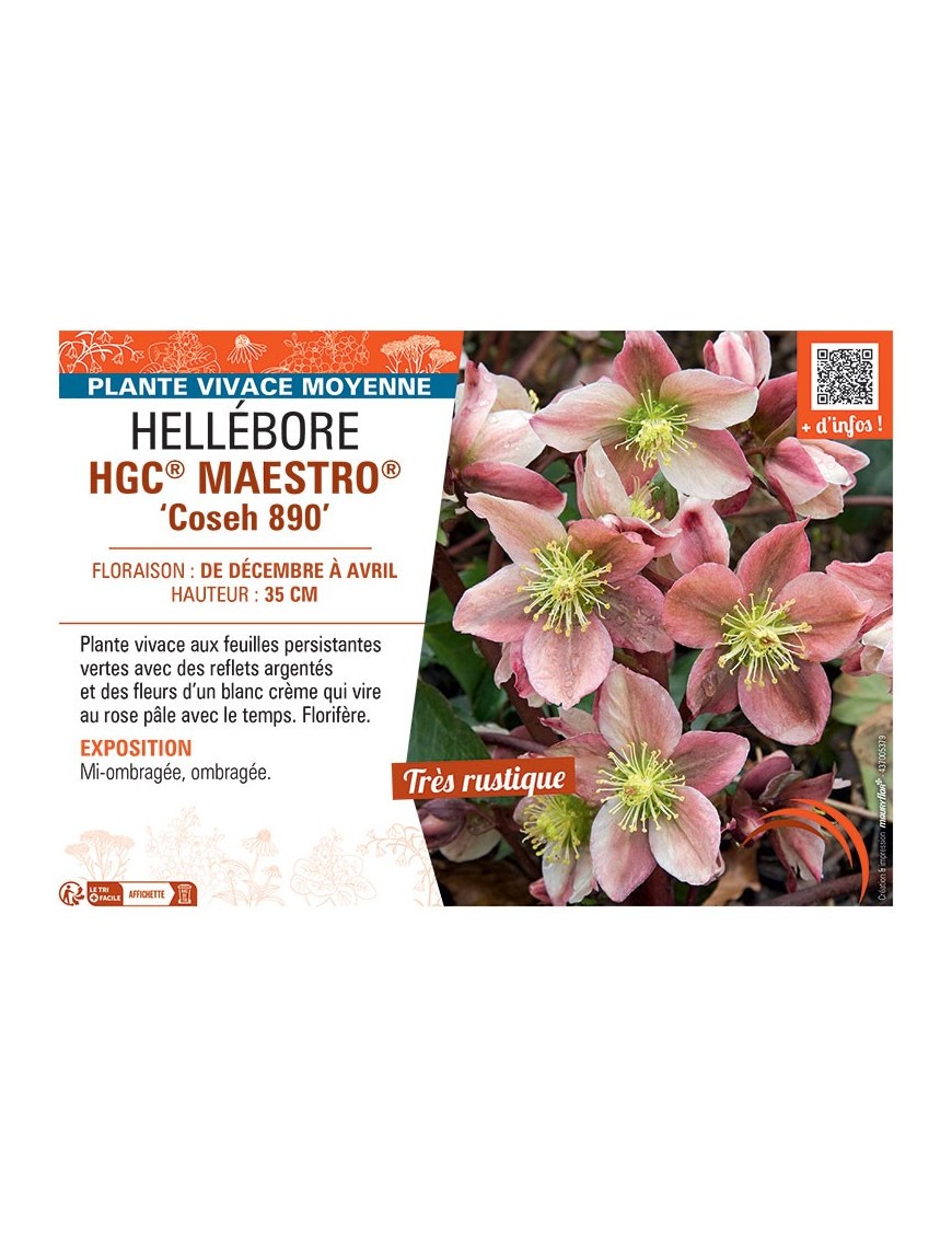HELLEBORE HGC® MAESTRO® Coseh 890