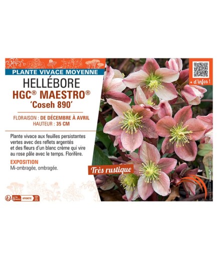 HELLEBORE HGC® MAESTRO® Coseh 890
