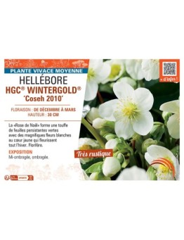 HELLEBORE HGC® WINTERGOLD® Coseh 2010