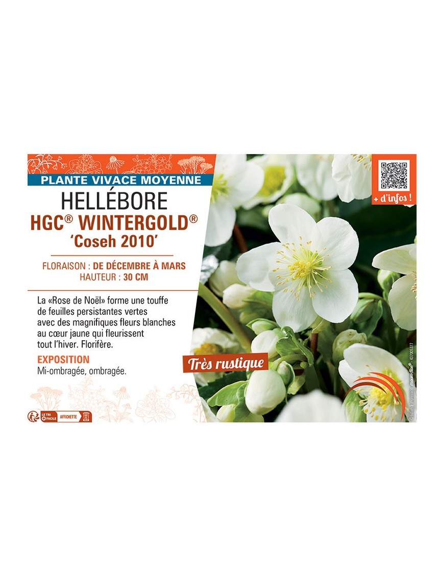 HELLEBORE HGC® WINTERGOLD® Coseh 2010