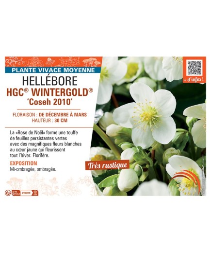 HELLEBORE HGC® WINTERGOLD® Coseh 2010