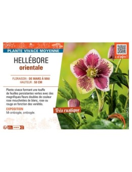 HELLEBORE ORIENTALE (rouge ponctué)