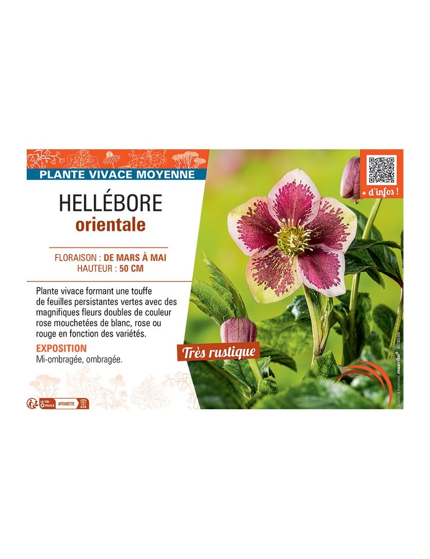 HELLEBORE ORIENTALE (rouge ponctué)