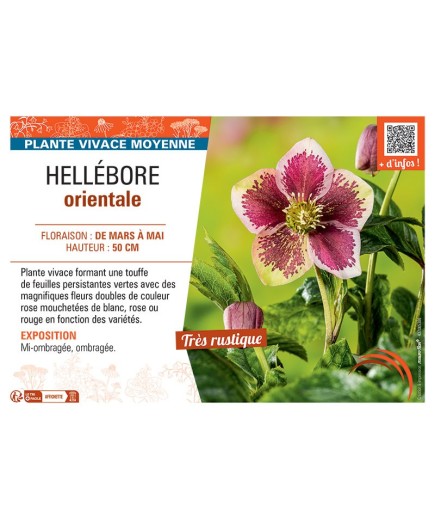 HELLEBORE ORIENTALE (rouge ponctué)