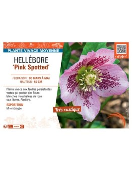 HELLEBORE PINK SPOTTED