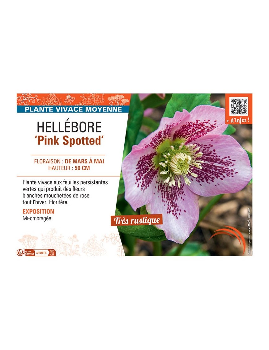 HELLEBORE PINK SPOTTED