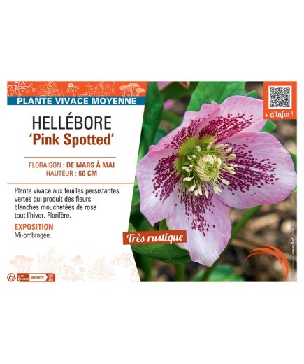 HELLEBORE PINK SPOTTED