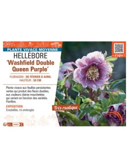 HELLEBORE WASHFIELD DOUBLE QUEEN PURPLE