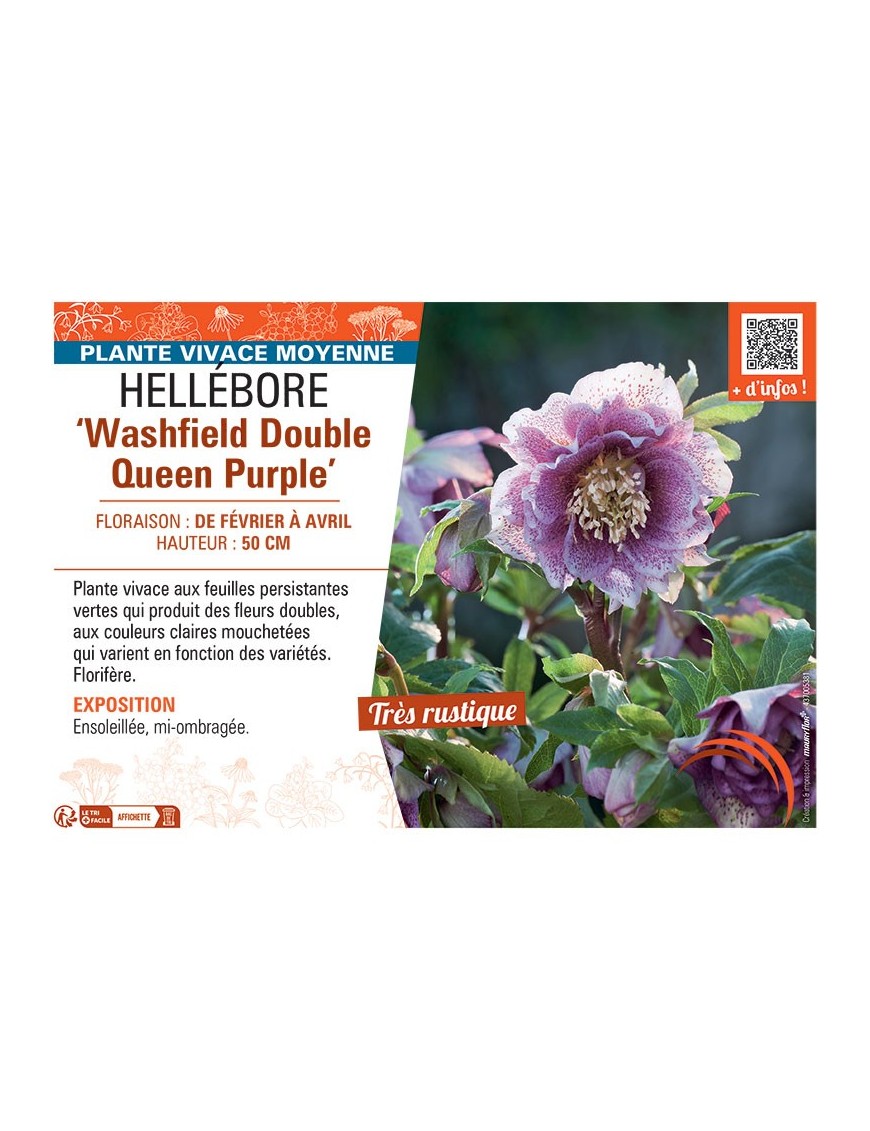 HELLEBORE WASHFIELD DOUBLE QUEEN PURPLE