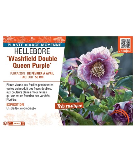 HELLEBORE WASHFIELD DOUBLE QUEEN PURPLE