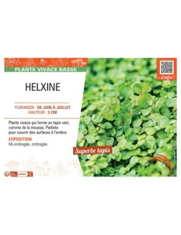HELXINE
