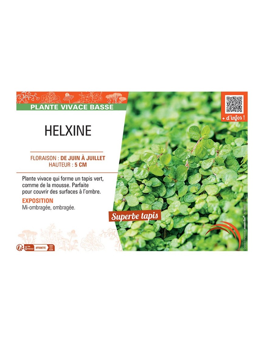 HELXINE