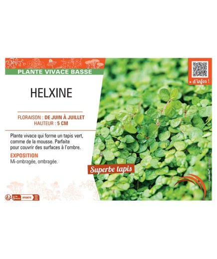 HELXINE