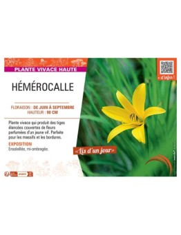 HEMEROCALLE (citrina jaune)