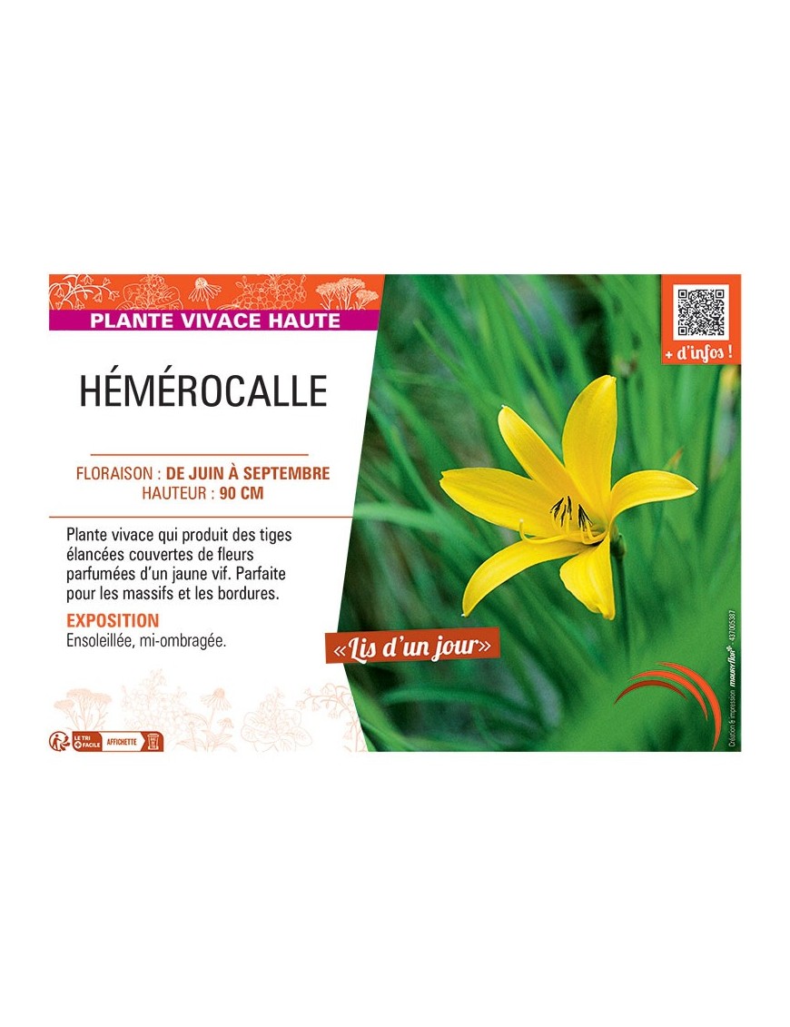 HEMEROCALLE (citrina jaune)