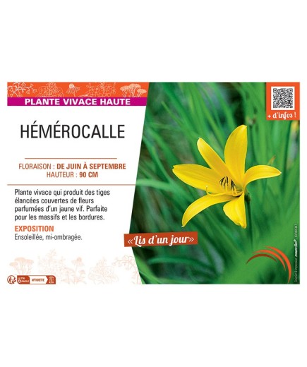 HEMEROCALLE (citrina jaune)